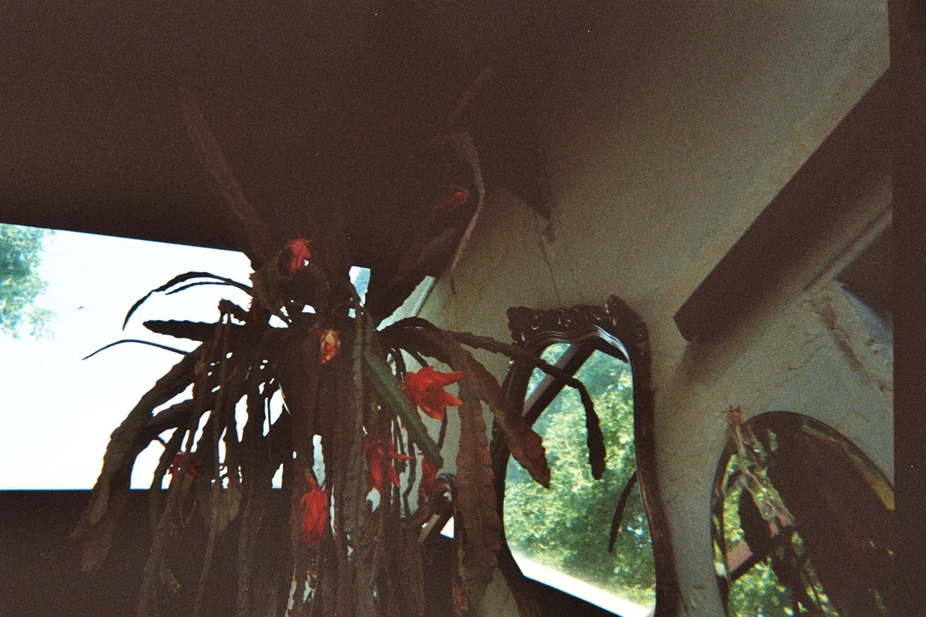 Fotografia analogica · Divenire 30 maggio 2026