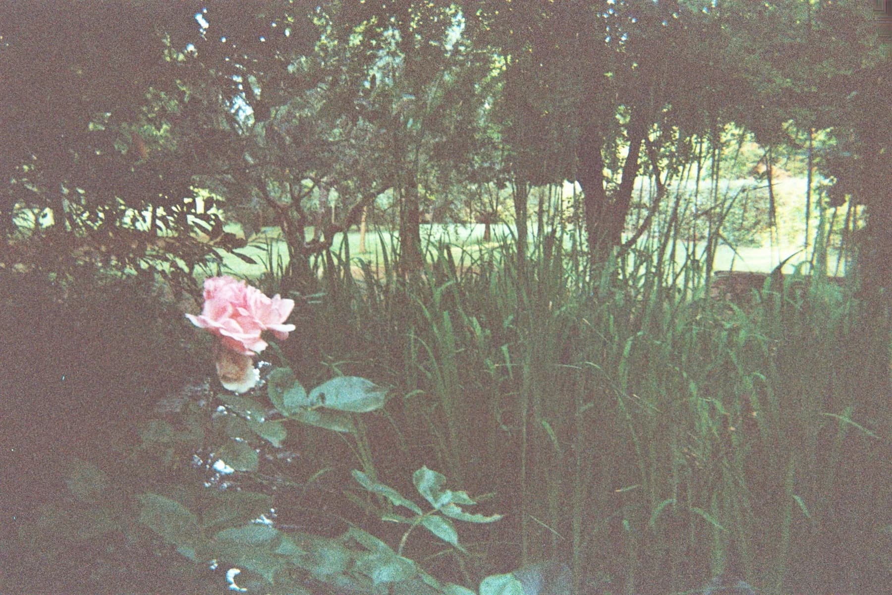 Fotografia analogica · Divenire 30 maggio 2026