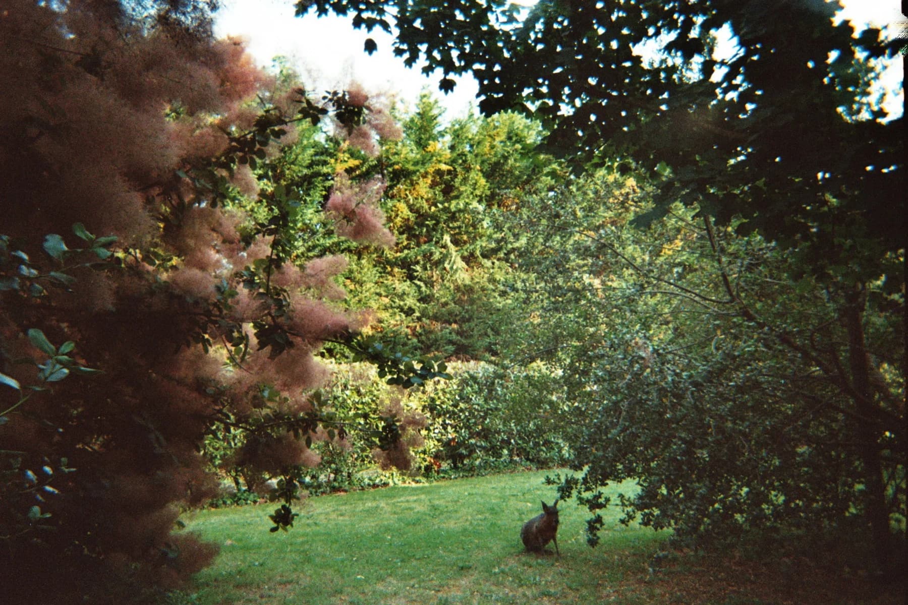 Fotografia analogica · Divenire 30 maggio 2026