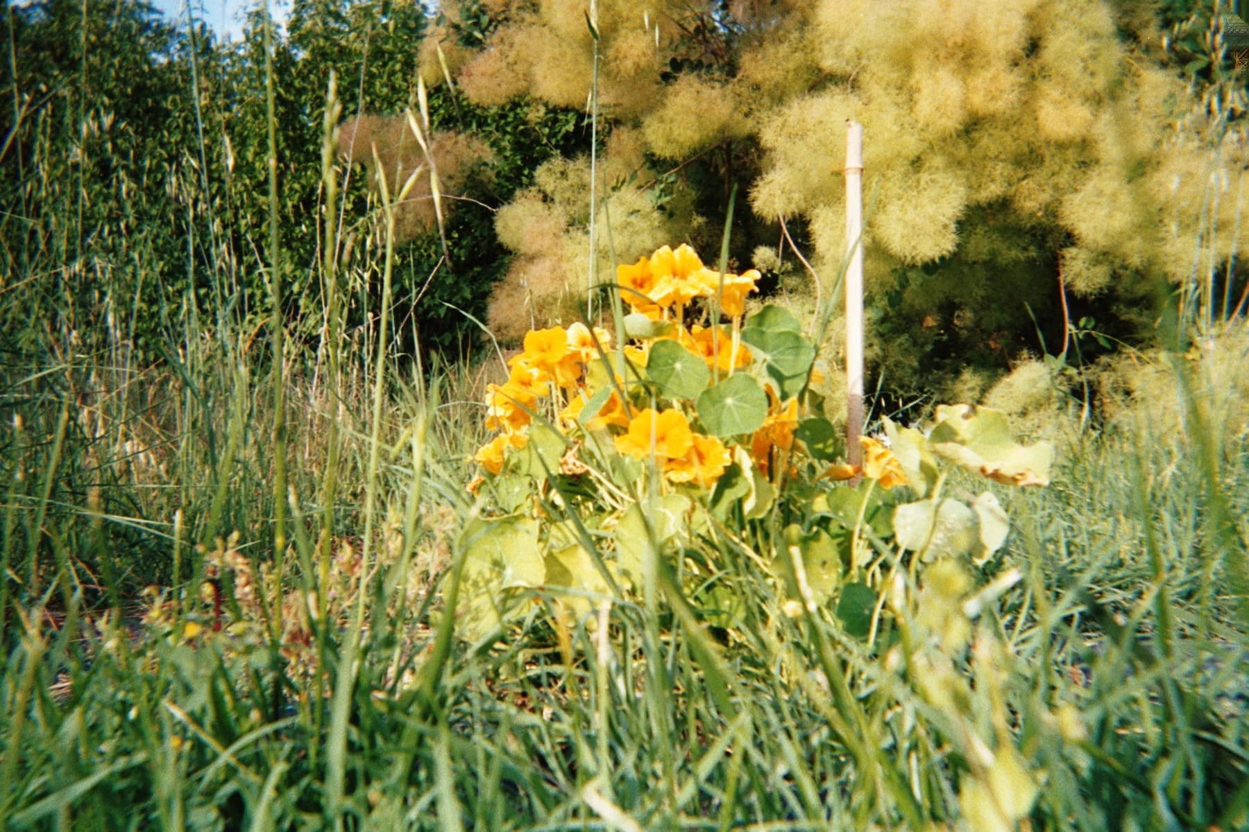 Fotografia analogica · Divenire 30 maggio 2026