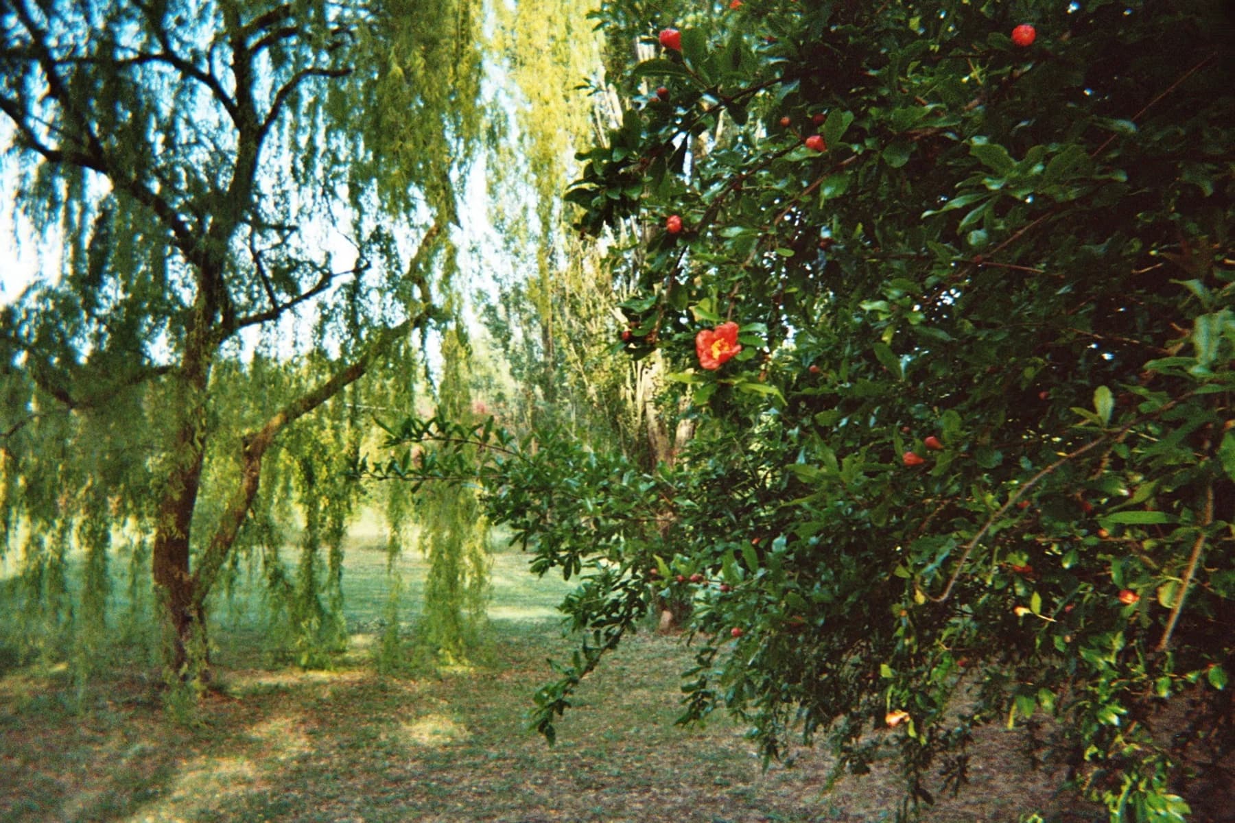 Fotografia analogica · Divenire 30 maggio 2026