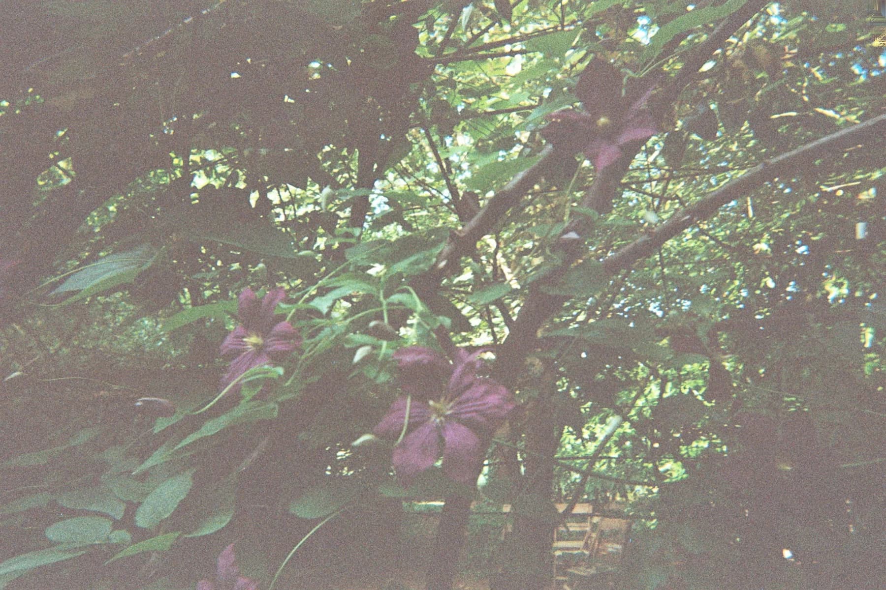 Fotografia analogica · Divenire 30 maggio 2026